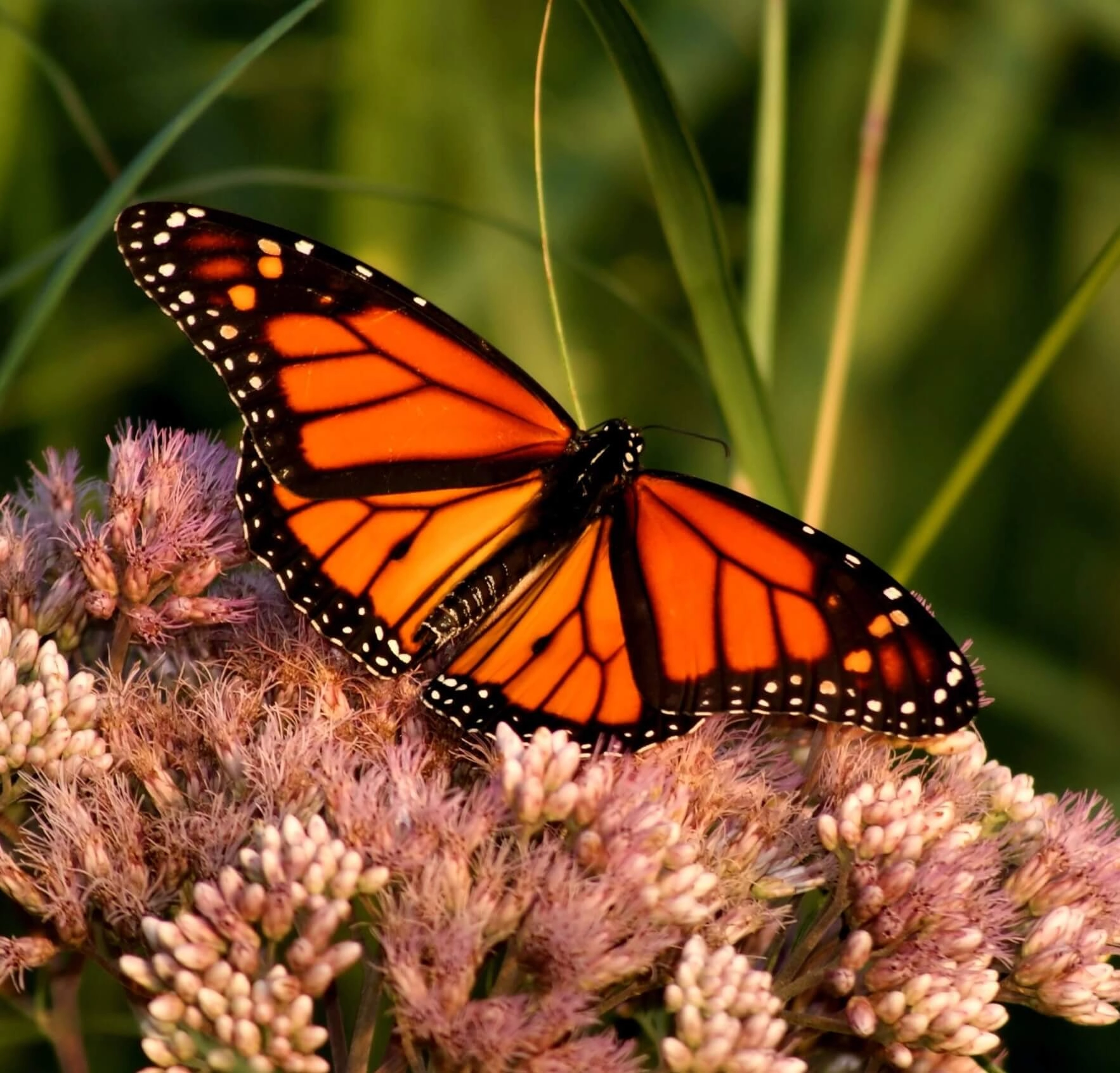 Image of a monarch butterfly on a leaf.